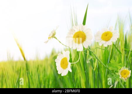 Bellissimi fiori selvatici sul prato, primo piano Foto Stock