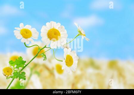 Bellissimi fiori selvatici sul prato, primo piano Foto Stock