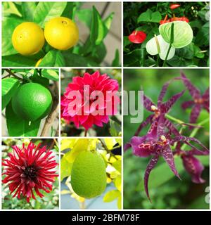 Collage con fiori e piante in giardino. Foto Stock