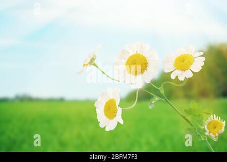 Bellissimi fiori selvatici sul prato, primo piano Foto Stock