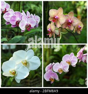 Collage con fiori di orchidee nel giardino. Foto Stock