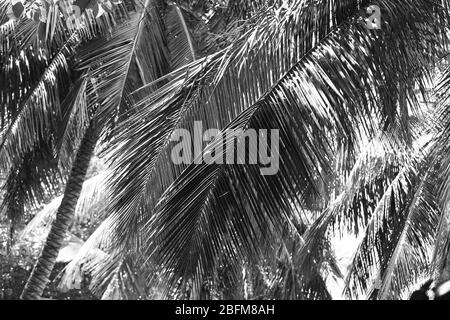 Palme, stilizzazione retrò, primo piano Foto Stock