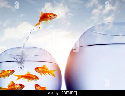 Goldfish salta fuori dell'acqua da una ciotola affollato Foto Stock