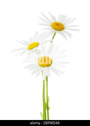 Tre Chamomiles (Ox-Eye Daisy ) isolati su sfondo bianco. Foto Stock