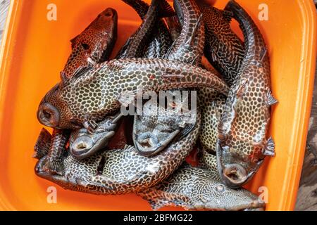 Pesce gatto di Amazon Sailfin (Pterygoplicthys pardalis) cattura mattutina dal fiume Amazon Foto Stock