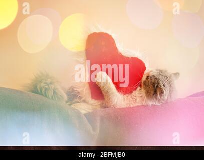 Cuore e gatto in San Valentino. Gattino grigio e cuore rosso. Gattino con cuore giocattolo Foto Stock