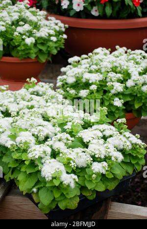 Ageratum, ageratum bianco, piante in vaso bianco nel vassoio nero Foto Stock