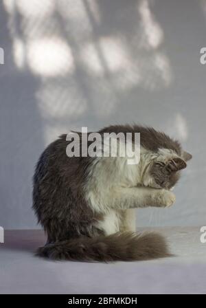 Gatto grigio adulto vergognato. Cute gatto lecca il suo corpo. Il gatto grigio ha zampe sopra il suo volto Foto Stock