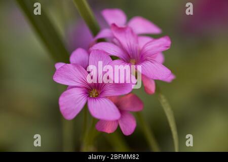 Primo piano di fiori selvatici primavera ed estate di nome Oxalis articolare Foto Stock