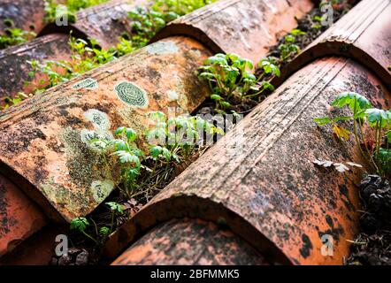 Piante stanno crescendo su un tetto. Foto Stock