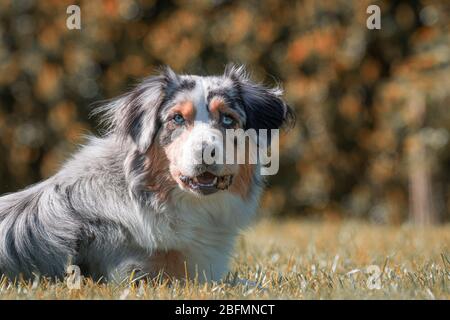 pastore australiano faccia arancione blu merle giardino Foto Stock