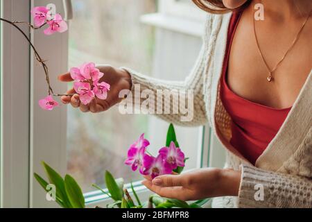 Dendrobium orchidea e bougainvillea. Donna che prende la cura delle piante domestiche sulla quarantena. Fiori donna. Foto Stock