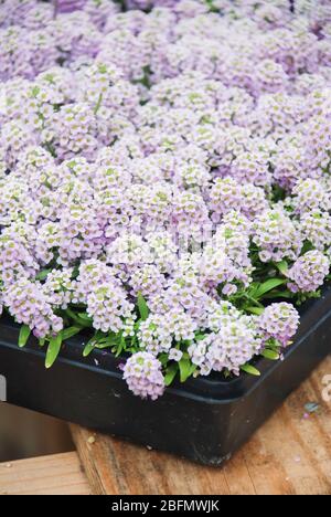 Fiori di Alyssum. Alyssum nei colori dolci. Alyssum in un vassoio nero su tavola di legno, in una fitta terra in una serra. Foto Stock