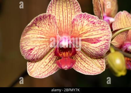 Primo piano macro di un orchidea a strisce gialle, rosse e arancioni Foto Stock