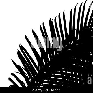 Silouette di belle palme foglie, isolato su bianco Foto Stock