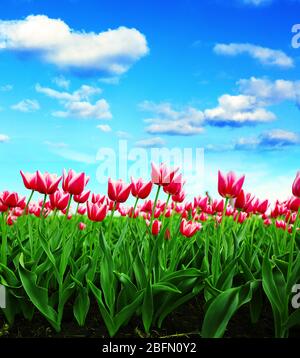 Campo di tulipani bella fioritura contro il cielo blu Foto Stock