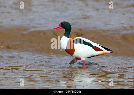 Un adulto maschio Shelduck comune (Tadorna tadorna) in allevamento di alimentazione del piumaggio su un estuario in Anglia orientale, Regno Unito a fine inverno / primavera precoce Foto Stock