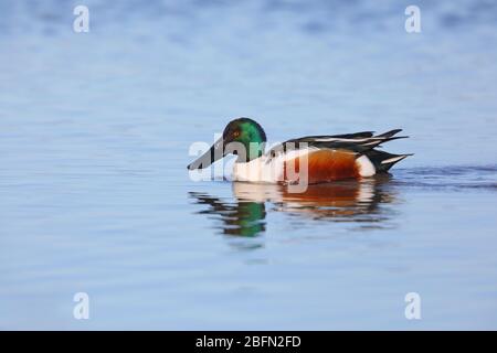 Un drake (maschio) adulto Northern Shoveler (spatola clypeata) in allevamento piumaggio nuoto su una laguna costiera a Norfolk, Regno Unito Foto Stock