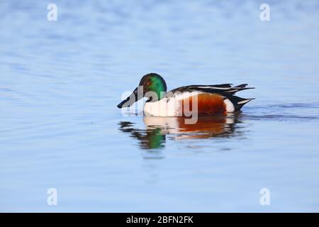 Un drake (maschio) adulto Northern Shoveler (spatola clypeata) in allevamento piumaggio nuoto su una laguna costiera a Norfolk, Regno Unito Foto Stock