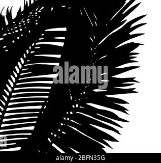 Silouette di belle palme foglie, isolato su bianco Foto Stock