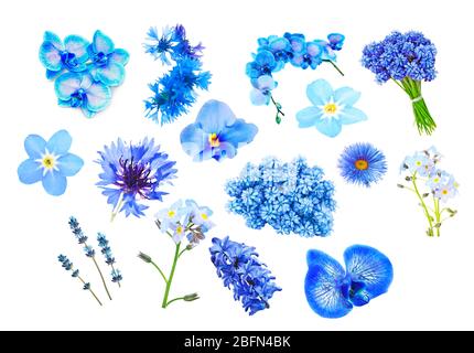 Collage di fiori di colore blu, isolati su bianco Foto Stock