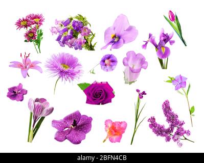 Collage di fiori di colore viola, isolato su bianco Foto Stock