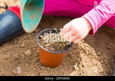 Bambina caucasica piccola, nel suo giardino, piantando una pianta in un vaso durante il blocco del covid-19. Attività di idea all'aperto per i bambini a casa in pandemia Foto Stock