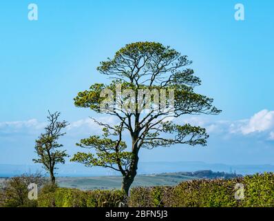 Albero di Sycamore solitario con boccioli freschi e nuove foglie in primavera che si affaccia sul paesaggio rurale, East Lothian, Scozia, Regno Unito Foto Stock