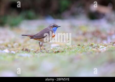 Un adulto maschio White-spotted Bluehogat (Luscinia svecica cyanecula) in primavera sulla migrazione sulla costa del Kent, Regno Unito Foto Stock