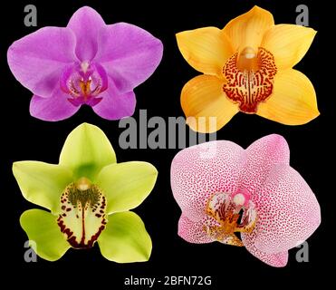 Set di orchidee naturali colorate, isolate su nero Foto Stock