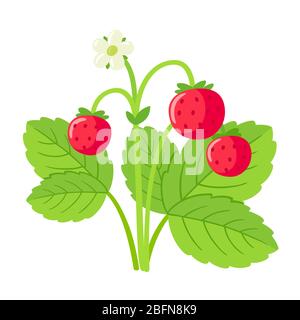 Disegno di fragole selvatiche con foglie, fiori e bacche mature. Carino illustrazione cartoon, mano disegnata vettoriale clip art. Foto Stock