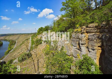 Vigneto che domina il fiume Neckar, paesaggio di Hessigheim, Germania Foto Stock