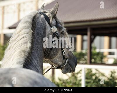 Ritratto di cavallo andaluso grigio-mele vicino al ranch al resto Foto Stock