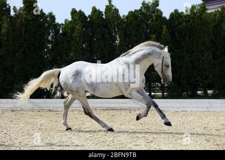 Cavallo bianco andaluso galoppante su dressage arena Foto Stock