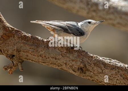 Una nuthatch bianca Foto Stock