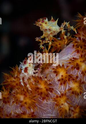 Granchi di corallo molle (Hoplophrys oatesii) nel Parco Nazionale di Bunaken, Sulawesi Nord, Indonesia Foto Stock