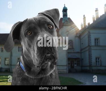 Proprietà privata di guardia dei cani Foto Stock