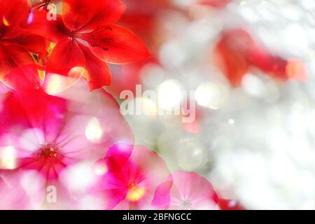 Bellissimi fiori su sfondo sfocato Foto Stock