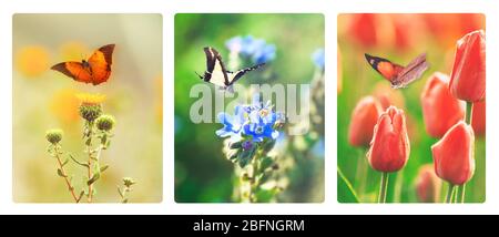 Collage di fiori eleganti Foto Stock