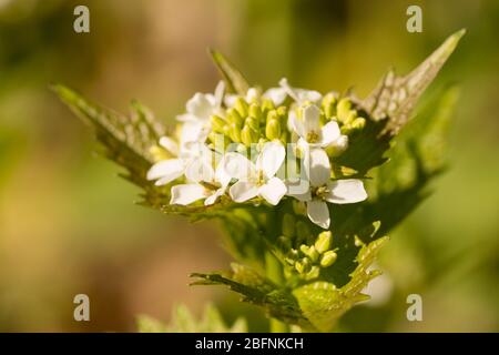 primo piano di un'alliara bianca fiorita petiolata (knoblauchsrauke) in una foresta in assia, germania