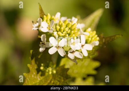 primo piano di un'alliara bianca fiorita petiolata (knoblauchsrauke) in una foresta in assia, germania Foto Stock