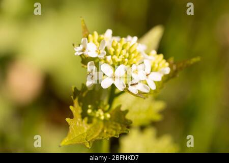 primo piano di un'alliara bianca fiorita petiolata (knoblauchsrauke) in una foresta in assia, germania