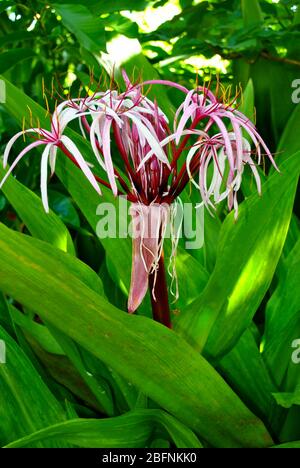 Crinum asiaticum, comunemente noto come lampadina di veleno Foto Stock