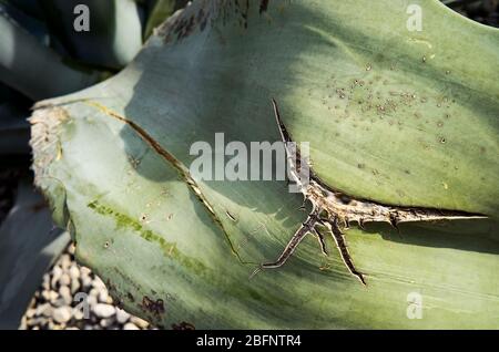 Foglia gigante di aloe vera danneggiata Foto Stock