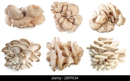 Set di funghi di ostrica crudi su sfondo bianco Foto Stock