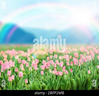 Bella montagna primavera o paesaggio estivo con fiori sul prato dopo la pioggia con arcobaleno Foto Stock