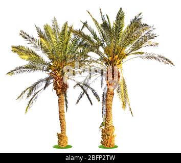 Palme, isolate su bianco Foto Stock