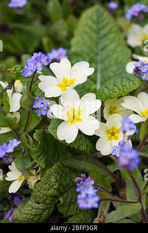 Primula vulgaris e Myosotis sylvatica in giardino. Primrose e dimenticare Me Nots. Foto Stock