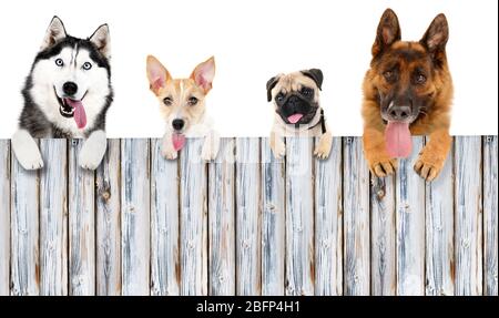 Gruppo di cani di fronte a sfondo bianco con spazio in legno per il testo Foto Stock