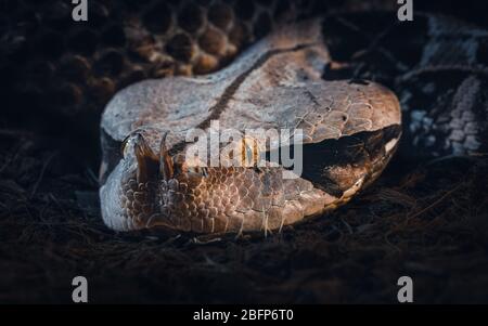 Ritratto di un viper di Gaboon, trovato nelle foreste pluviali nell'Africa sub-sahariana. Possono crescere fino a quasi 2 metri di lunghezza. Ha fangs fino a 5cm lungo, e produce Foto Stock